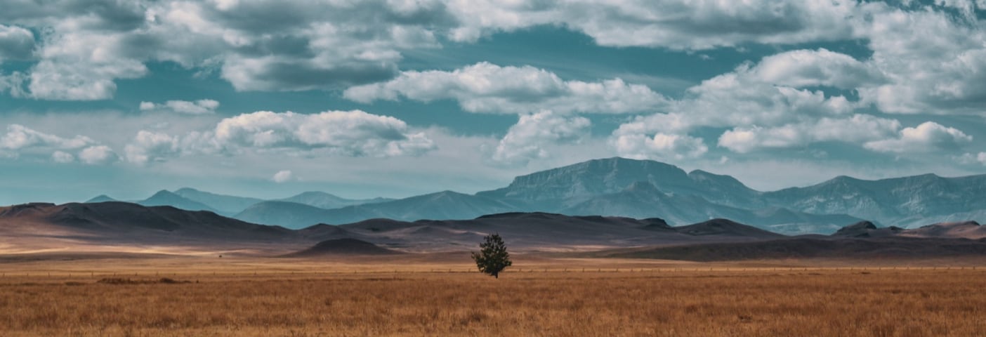 Wheat field with a mountain in the distance