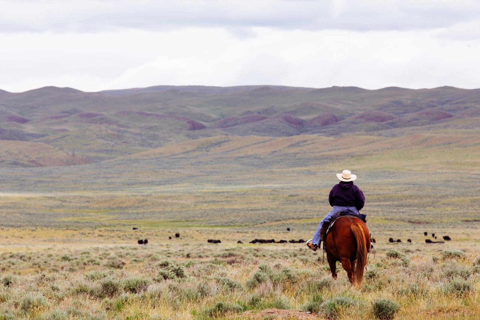 Cowboy herding cows